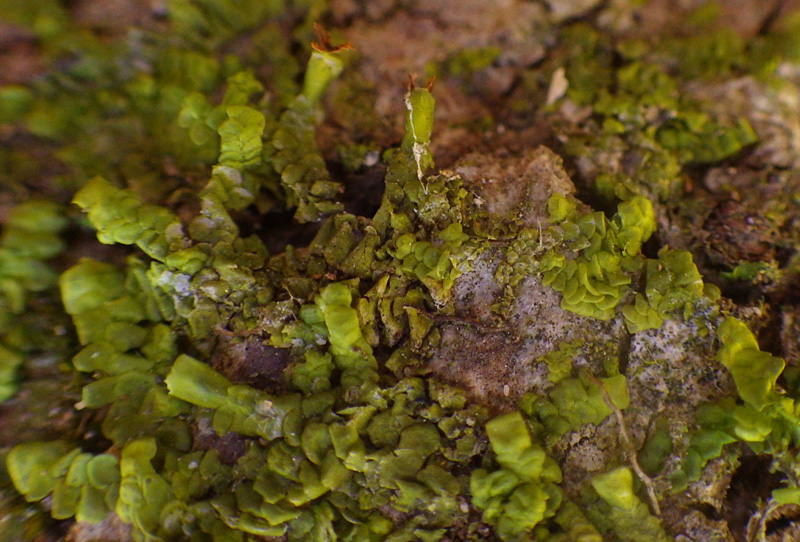 Radula complanata